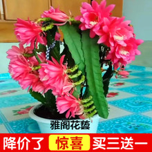 进口令箭荷花昙花盆栽大花重瓣品种带根苗红黄紫粉白多色花卉绿植