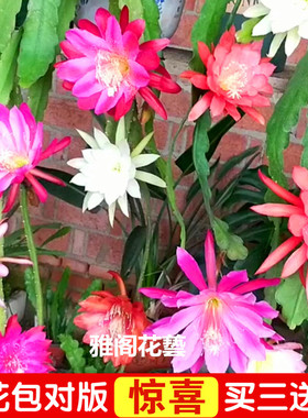 令箭荷花昙花大花重瓣品种带根苗红黄紫粉白多色花卉绿植盆栽