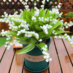 铃兰花盆栽不带花苞种球阳台耐寒四季好养活的花卉室内植物花绿植