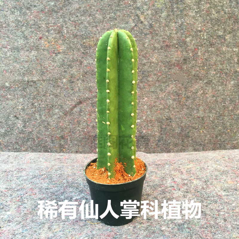 量天尺盆栽仙人柱龙凤柱仙人掌北欧客厅办公室绿植防辐射多肉植物