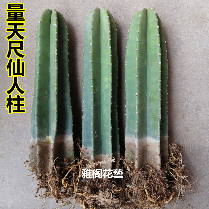 仙人柱量天尺盆栽大型客厅好养多肉蓝柱北欧风室内防辐射仙人掌_虎窝淘