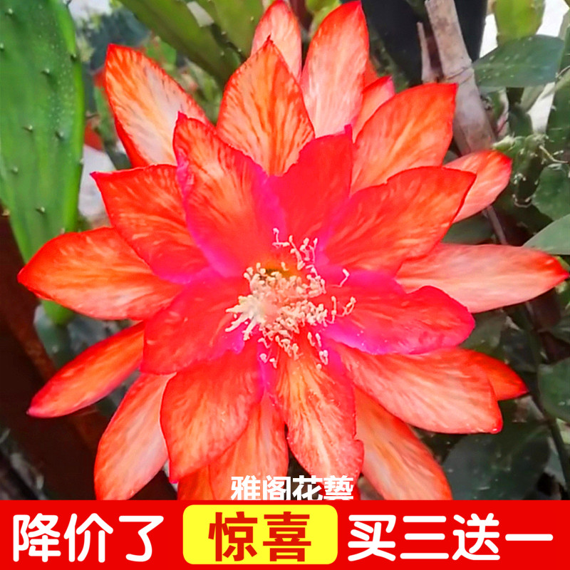 令箭荷花昙花大花重瓣品种带根苗红黄紫粉白多色花卉盆栽植物室内