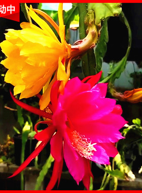 令箭荷花苗带根没花苞重瓣仙人剑鱼骨进口昙花盆栽绿植物室内花卉