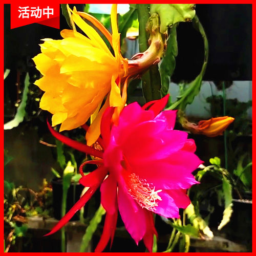 令箭荷花苗昙花盆栽植物室内花卉