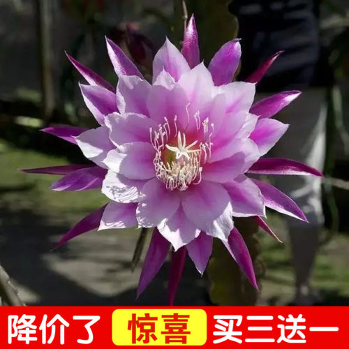 花卉盆栽仙人掌嫁接令箭荷花进口