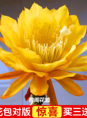 令箭荷花苗带根不带花苞嫁接枝条蟹爪兰昙花盆栽绿植室内花卉包邮