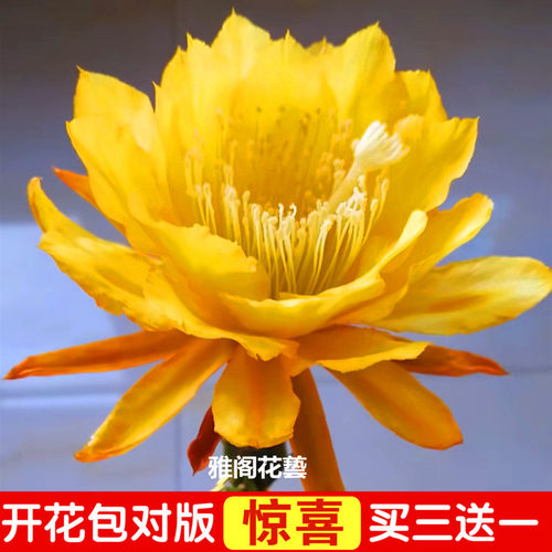 令箭荷花苗嫁接枝条昙花盆栽花卉