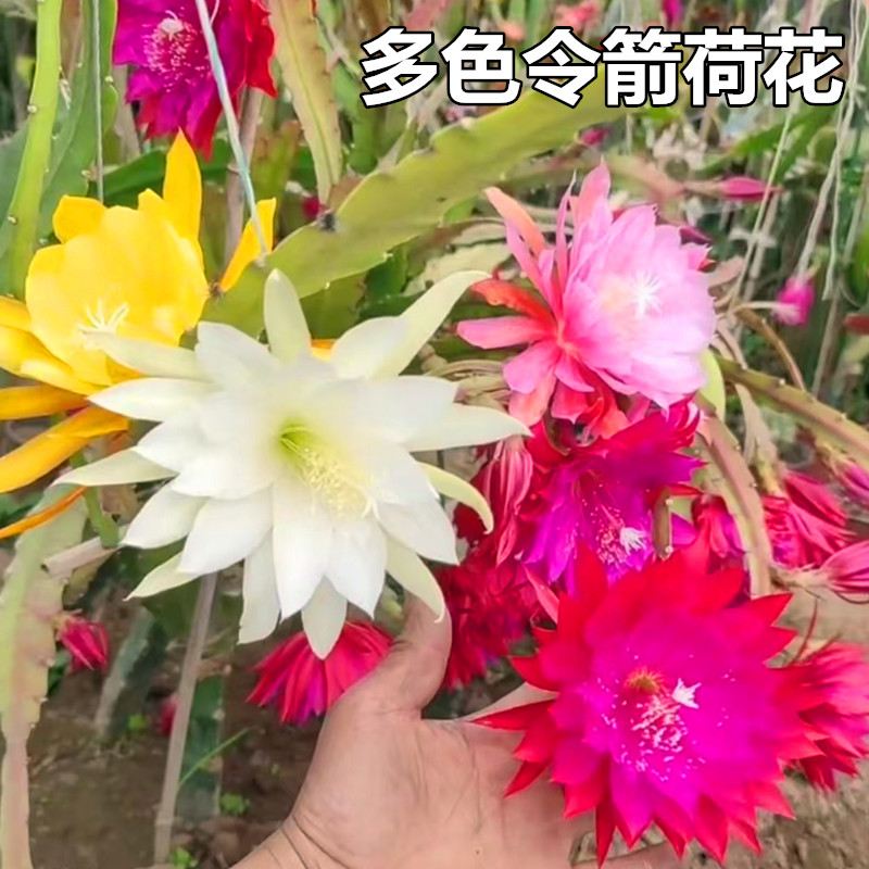 令箭荷花重瓣勤花品种昙花大花苗