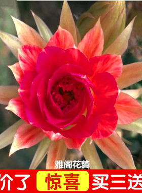 令箭荷花进口昙花盆栽带根苗无花苞嫁接枝条仙人掌科多肉植物花卉