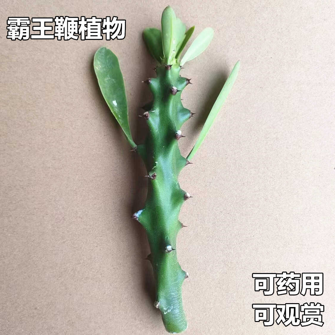 霸王鞭植物药用仙人掌盆栽大戟科