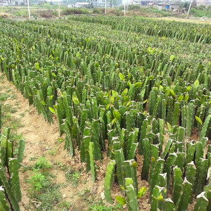 三角柱三棱箭稀有多肉植物嫁接蟹爪兰砧木叶仙人掌科球盆栽昙花卉