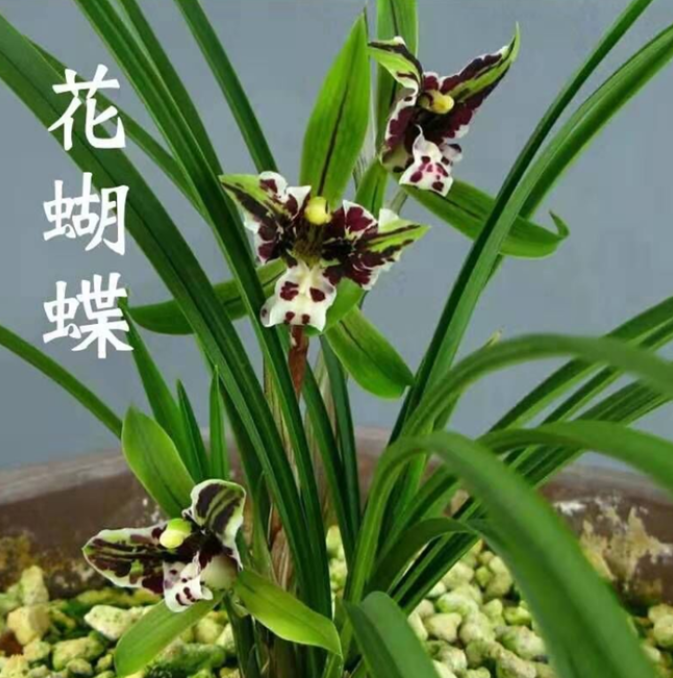 包邮当年开花自然老种春兰【花蝴蝶】兰花苗阳台浓香花卉绿植盆栽
