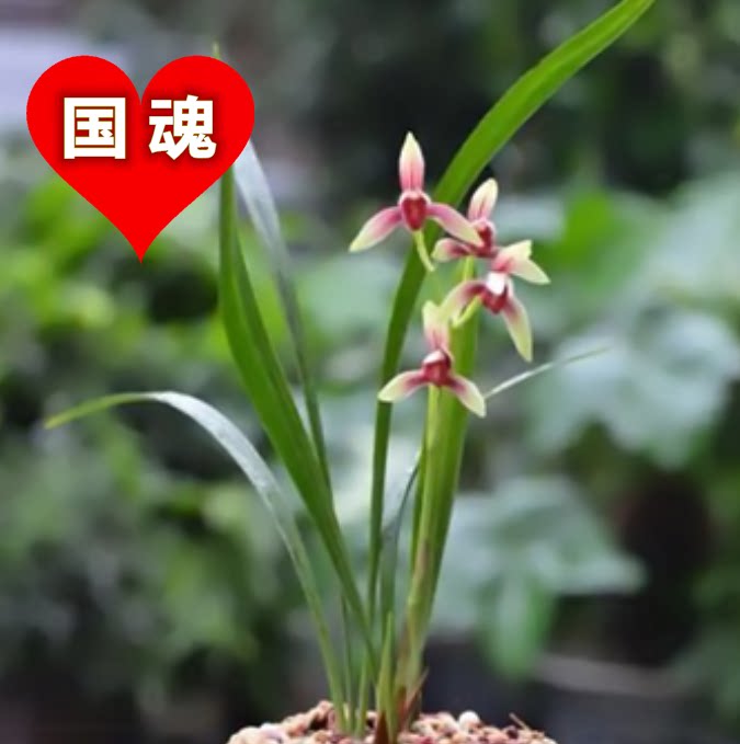 包邮当年开花自然老种建兰【国魂】兰花苗阳台浓香花卉绿植盆栽