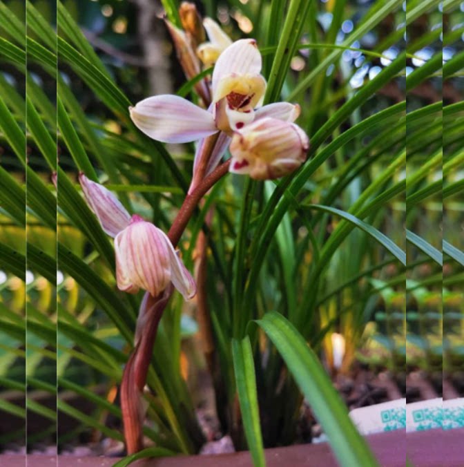 包邮当年开花老种莲瓣兰梅瓣【滇梅】兰花苗阳台浓香花卉绿植盆栽