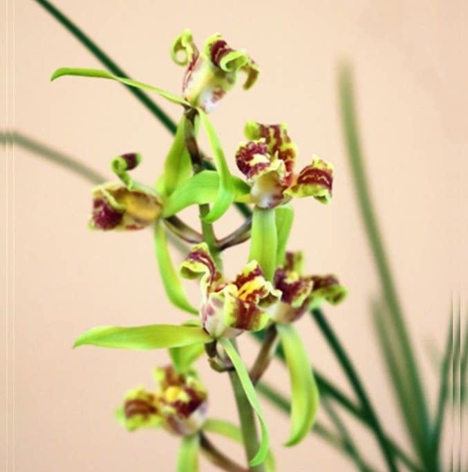 包邮当年开花老种蕙兰【鼎红蕊蝶】兰花苗阳台浓香花卉绿植盆栽