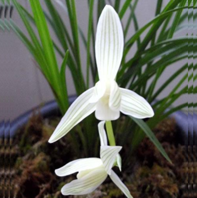 包邮当年开花老种莲瓣兰【碧龙玉素】兰花苗阳台浓香花卉绿植盆栽