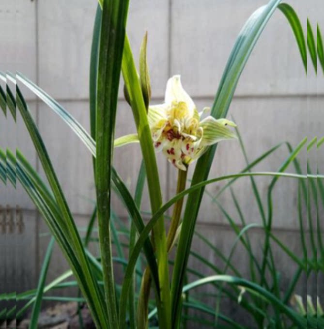 包邮当年开花老种春剑【奥迪牡丹】兰花苗阳台浓香花卉绿植盆栽