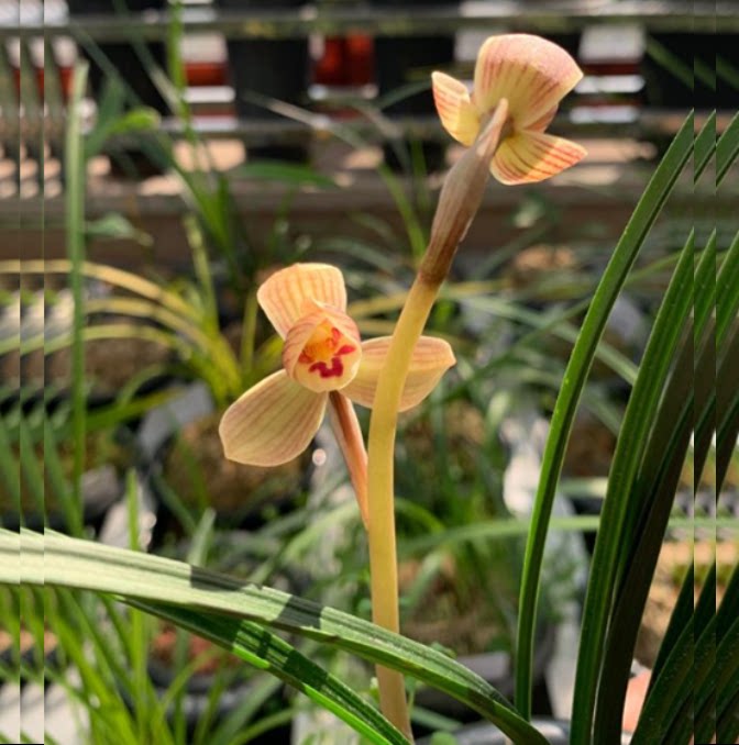 包邮当年开花老种莲瓣兰【甸阳金荷】兰花苗阳台浓香花卉绿植盆栽