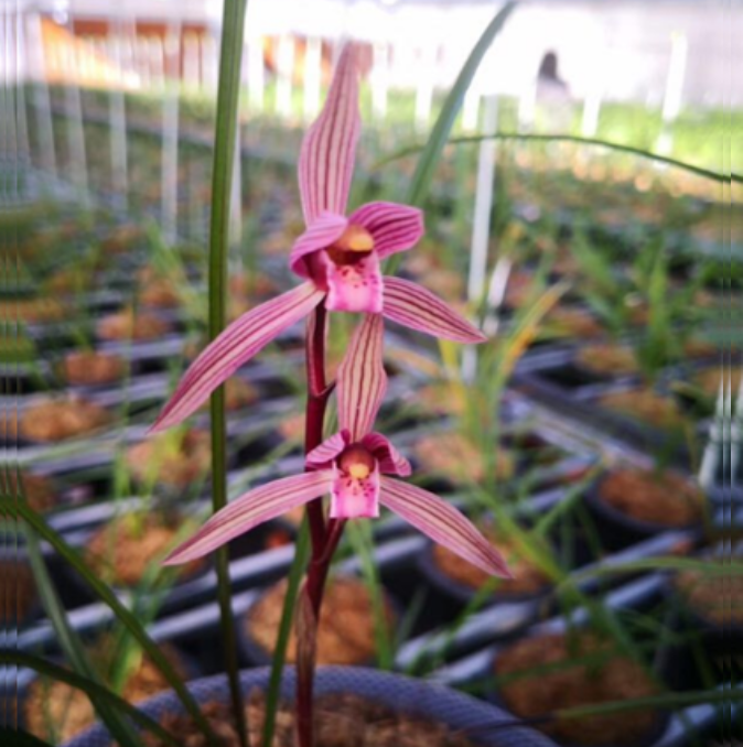 包邮当年开花老种春剑【水晶红素】兰花苗阳台浓香花卉绿植盆栽