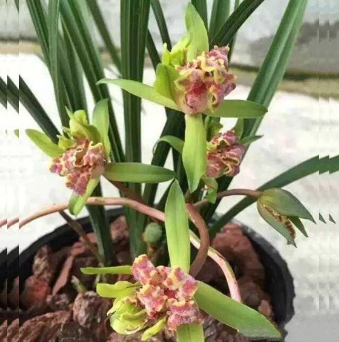包邮当年开花老种蕙兰【天娇牡丹】兰花苗阳台浓香花卉绿植盆栽