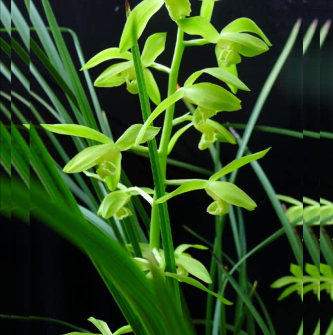 包邮当年开花自然老种蕙兰【金奥素】兰花苗阳台浓香花卉绿植盆栽