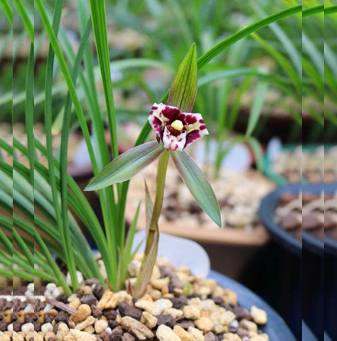 包邮当年开花老种春兰【大龙胭脂】兰花苗阳台浓香花卉绿植盆栽