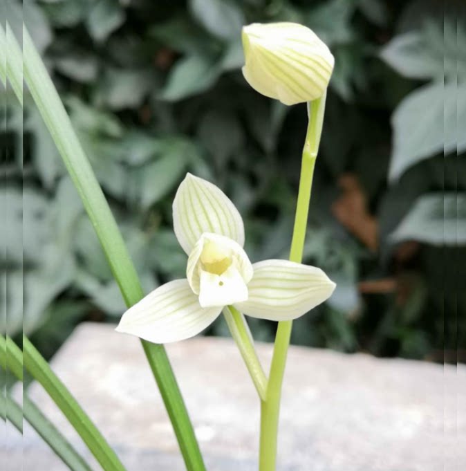 包邮当年开花老种莲瓣兰【虞美人】兰花苗阳台浓香花卉绿植盆栽