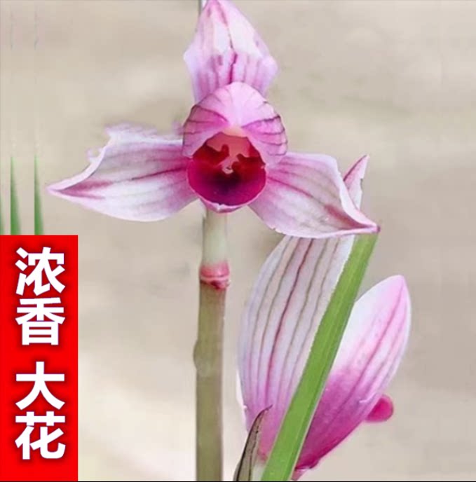 包邮当年开花自然老种莲瓣兰【红艳】兰花苗阳台浓香花卉绿植盆栽