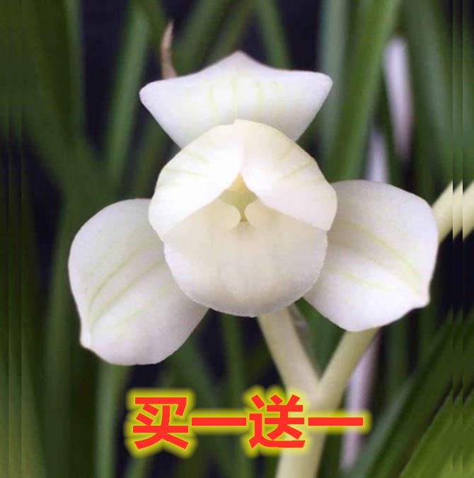 包邮当年开花老种莲瓣兰【仙女素荷】兰花苗阳台浓香花卉绿植盆栽