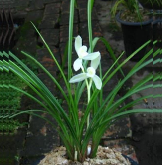 包邮当年开花老种莲瓣兰【太平公主】兰花苗阳台浓香花卉绿植盆栽