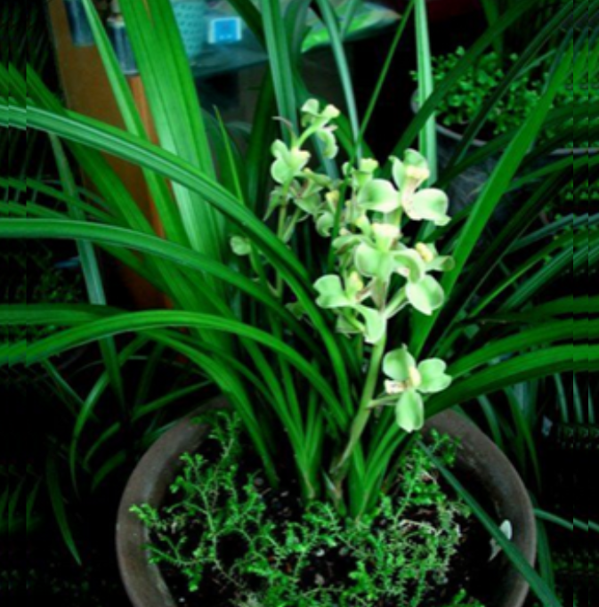 包邮当年开花自然老种春剑【龙梅】兰花苗阳台浓香花卉绿植盆栽