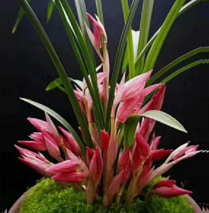 包邮当年开花老种春剑【九凤朝阳】兰花苗阳台浓香花卉绿植盆栽