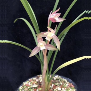 包邮当年开花自然老种春剑【红霞素】兰花苗阳台浓香花卉绿植盆栽