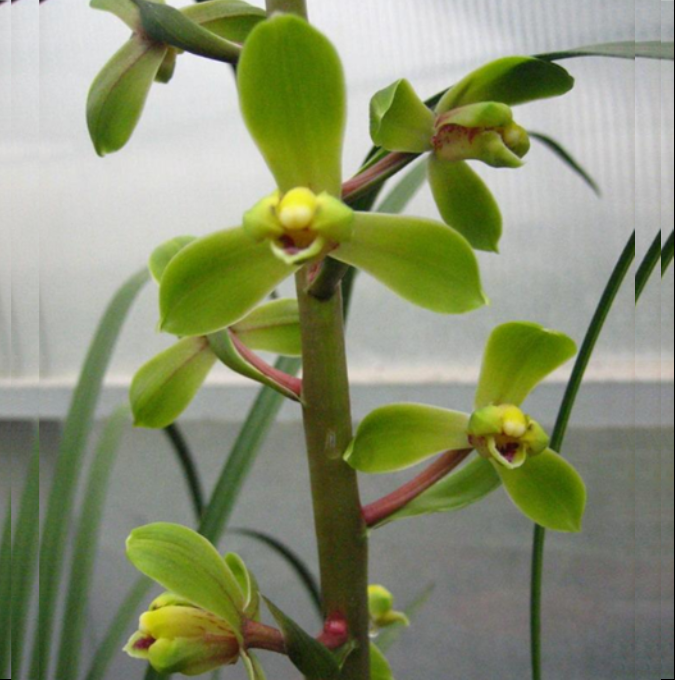 包邮当年开花自然老种蕙兰【程梅】兰花苗阳台浓香花卉绿植盆栽