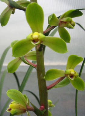 包邮当年开花自然老种蕙兰【程梅】兰花苗阳台浓香花卉绿植盆栽