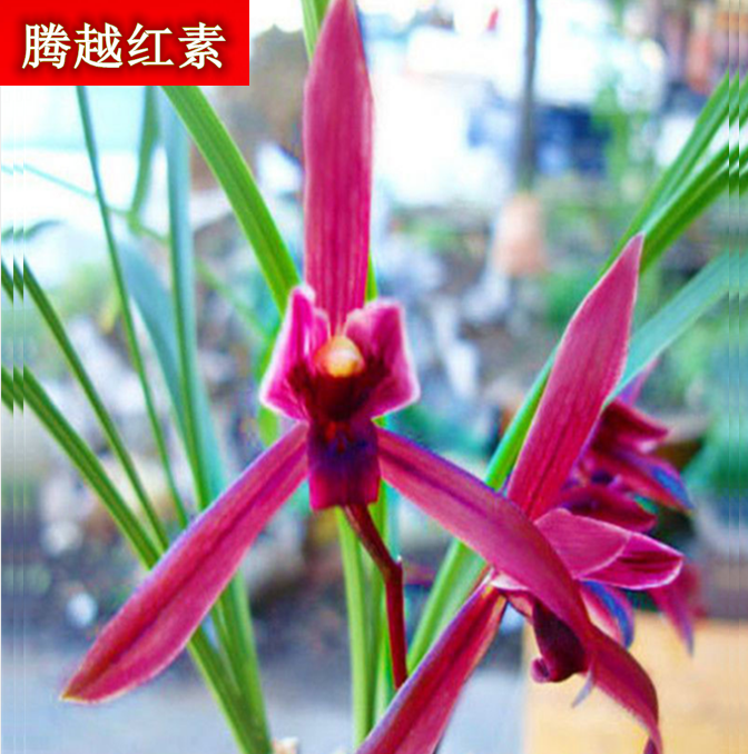 包邮当年开花老种春兰【腾越红素】兰花苗阳台浓香花卉绿植盆栽