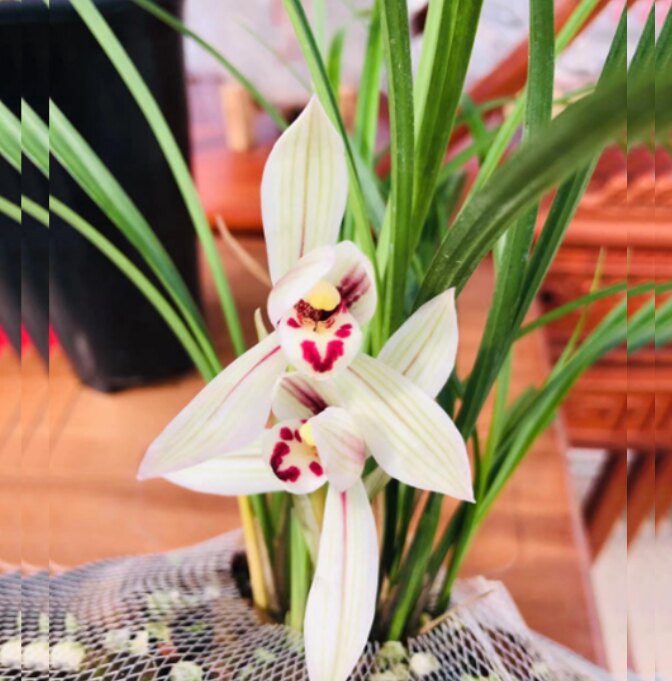 包邮当年开花老种莲瓣兰【朱丝玉荷】兰花苗阳台浓香花卉绿植盆栽
