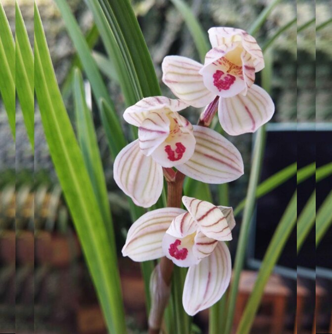 包邮当年开花老种莲瓣兰【荷之冠】兰花苗阳台浓香花卉绿植盆栽