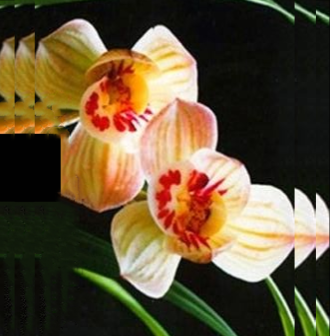 当年开花老种莲瓣兰药草【丹荷鼎】兰花苗阳台浓香花卉绿植盆栽