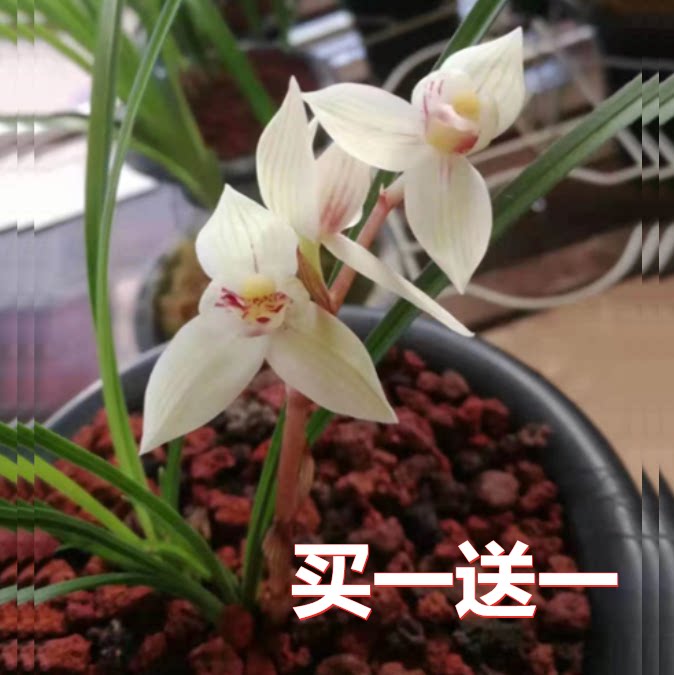 包邮当年开花自然老种莲瓣兰【秀荷】兰花苗阳台浓香花卉绿植盆栽