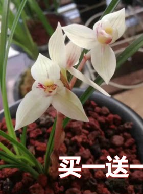 包邮当年开花自然老种莲瓣兰【秀荷】兰花苗阳台浓香花卉绿植盆栽