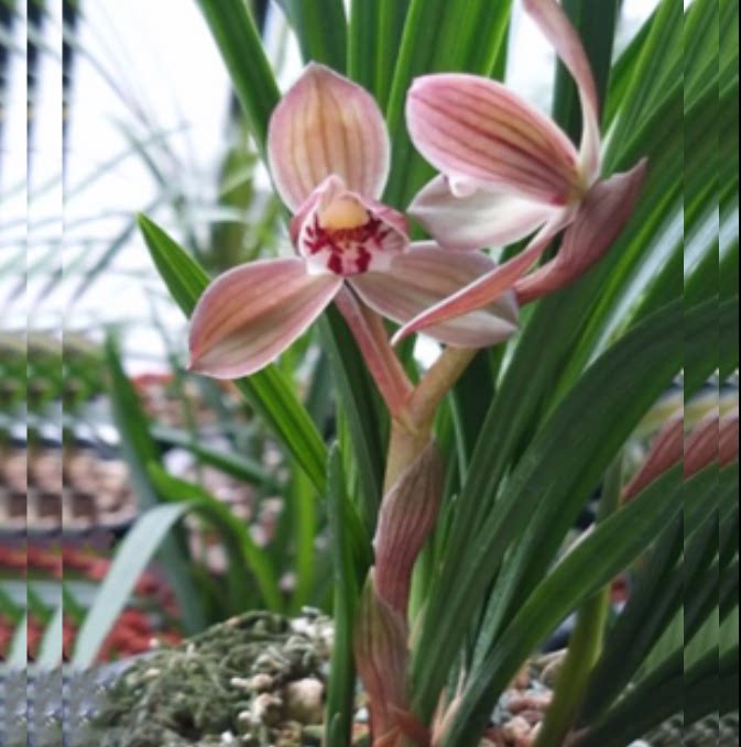 包邮当年开花自然老种春剑【罗荷瓣】兰花苗阳台浓香花卉绿植盆栽