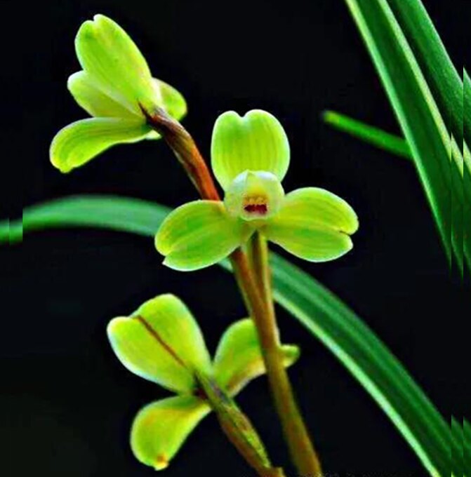包邮当年开花自然老种春剑【玉海棠】兰花苗阳台浓香花卉绿植盆栽