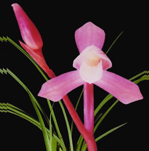 包邮当年开花自然老种春兰【红河谷】兰花苗阳台浓香花卉绿植盆栽