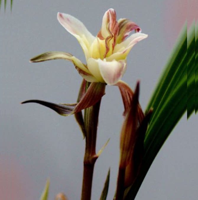包邮当年开花老种春兰【灵素牡丹牡丹/芍药