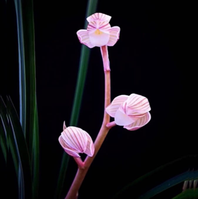 包邮当年开花老种莲瓣兰【粉荷素】兰花苗阳台浓香花卉绿植盆栽