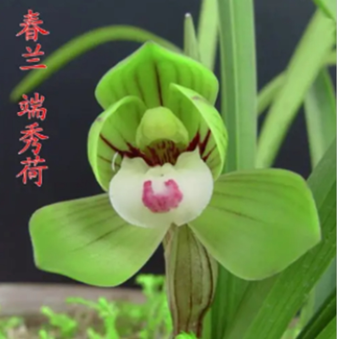 包邮当年开花自然老种春兰【端秀荷】兰花苗阳台浓香花卉绿植盆栽