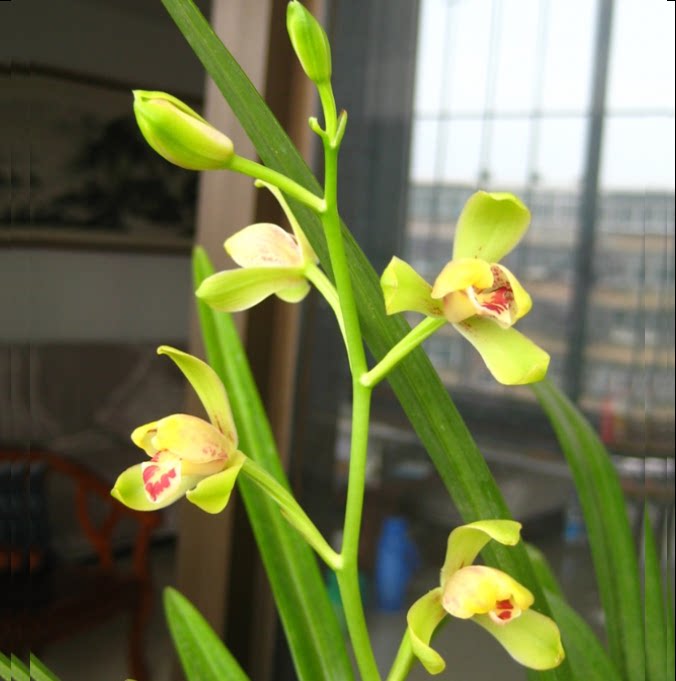 包邮当年开花老种建兰盖梅【一品梅】兰花苗阳台浓香花卉绿植盆栽