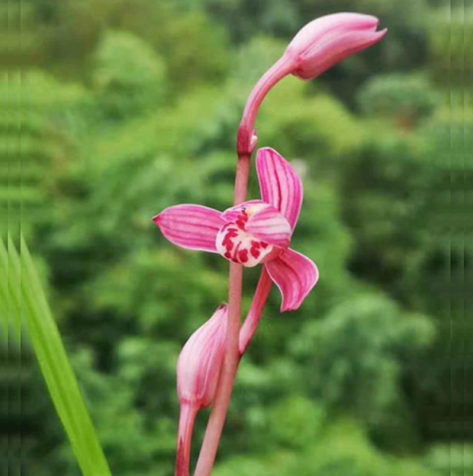 包邮当年开花老种建兰【学元红素】兰花苗阳台浓香花卉绿植盆栽