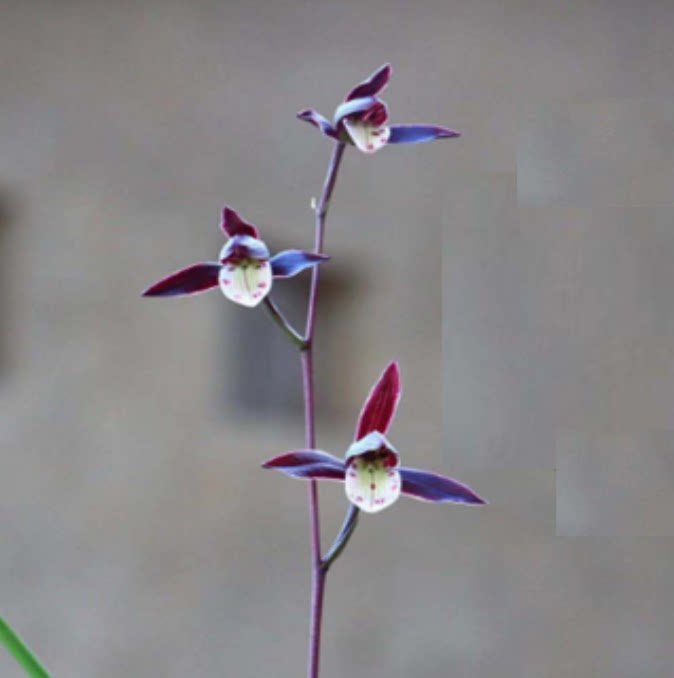 包邮当年开花自然老种寒兰【紫燕】兰花苗阳台浓香花卉绿植盆栽